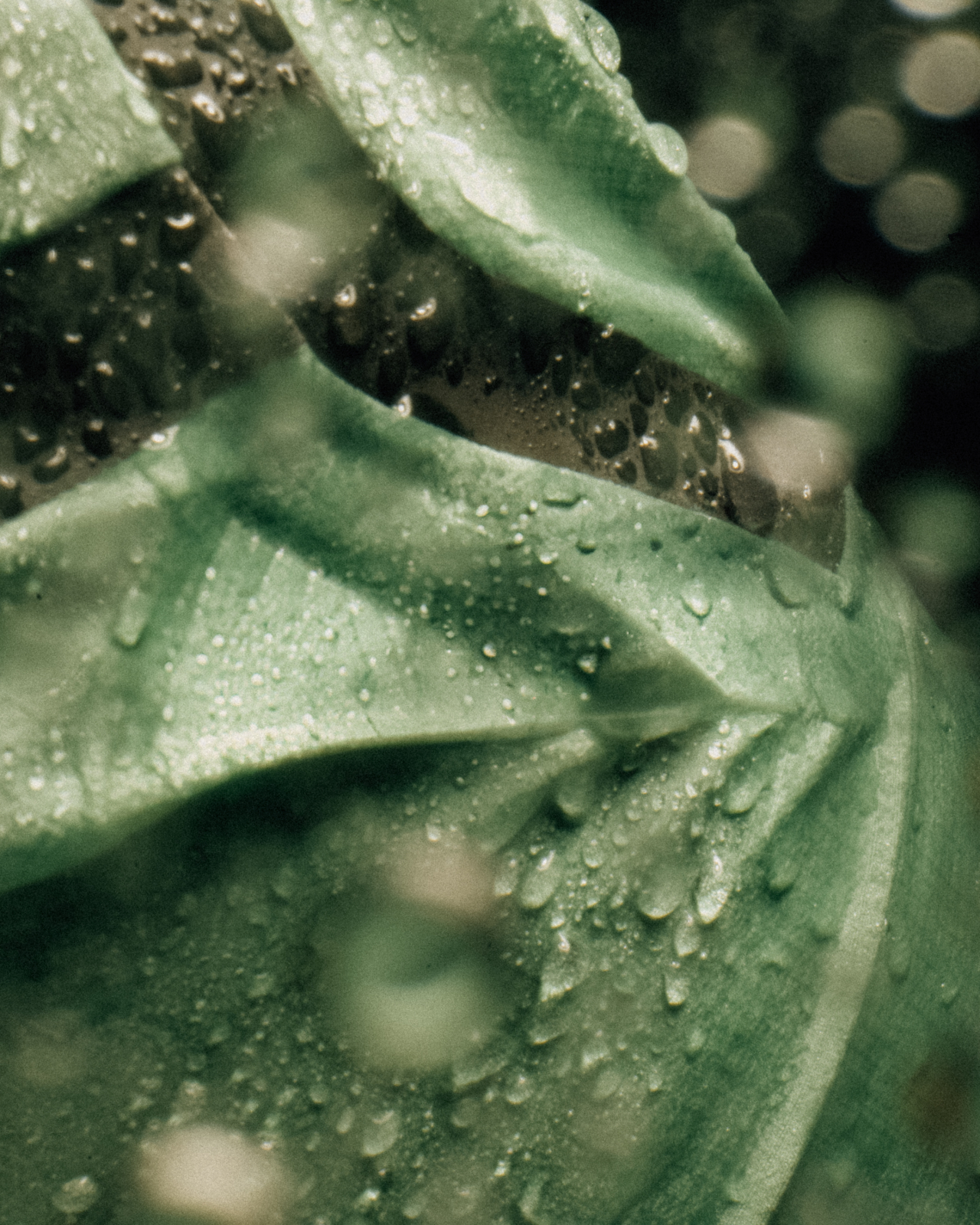 Signature Rain Jacket Basil